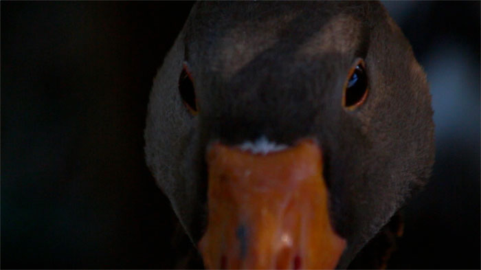 Birdwatching a Mosca  